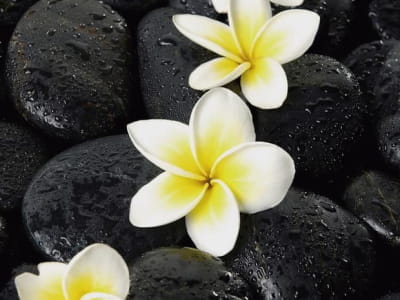 Fototapete Plumeria auf Steinen