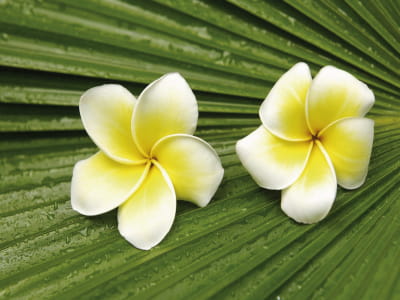 Fototapete Plumeria-Blüten