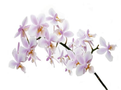 Fototapete Zarte Orchidee