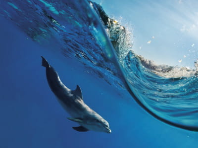 Fototapete Delphin unter Wasser