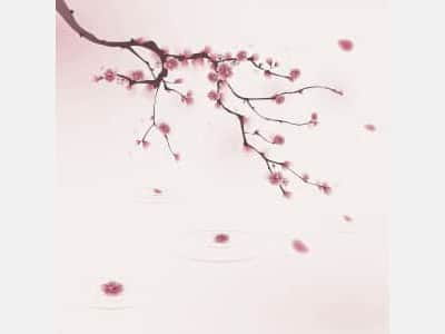 Fototapete Sakura-Blütenblätter