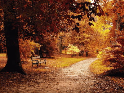 Fototapete Der goldene Herbst