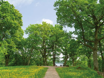 Fototapete Ruhiger Park