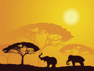 Fototapete Elefanten in Afrika