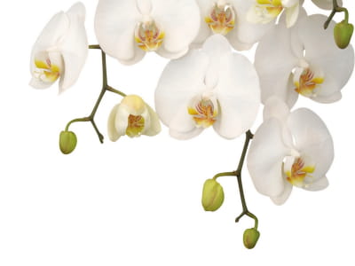Fototapete Bezaubernde weiße Orchideen