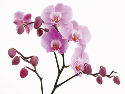 Fototapete Zarte Orchideenknospen