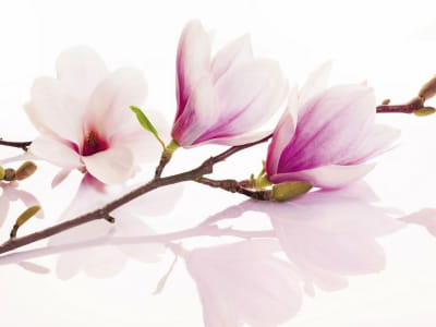 Fototapete Magnolienzweig