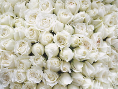 Fototapete Strauß weißer Rosen