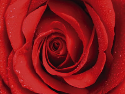 Fototapete Große rote Rose