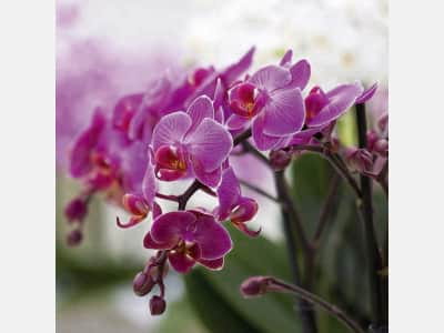 Fototapete Wunderschöne lila Orchidee
