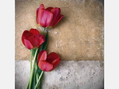 Fototapete Rote Tulpen