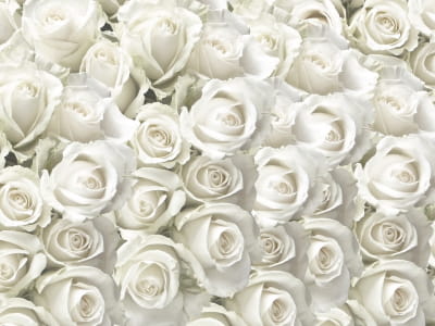 Fototapete Schneeweiße Rosen
