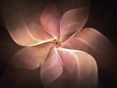 Fototapete Zarte warme Blume