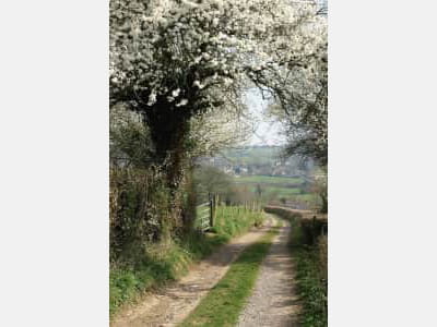 Fototapete Naturstraße