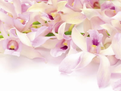 Fototapete Orchideenduft