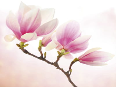 Fototapete Wunderschöne Magnolienblüten