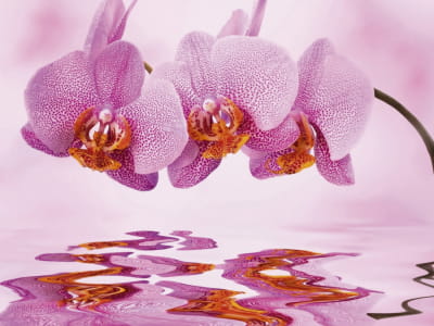 Fototapete Rosa Orchidee über Wasser