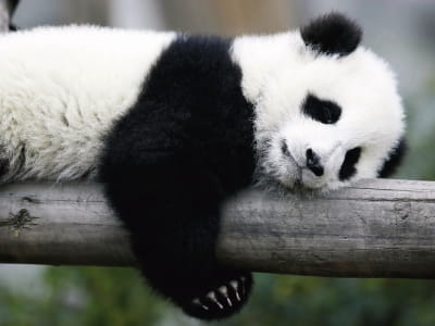 Fototapete Schlafender Panda
