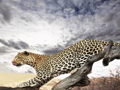 Fototapete Junger Leopard