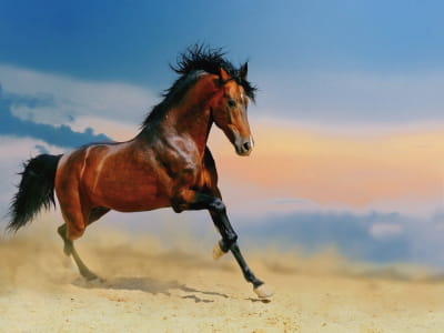 Fototapete Schnelles Pferd