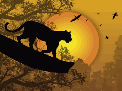 Fototapete Panther bei Sonnenuntergang