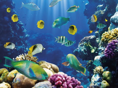 Fototapete Fische und Korallenriffe