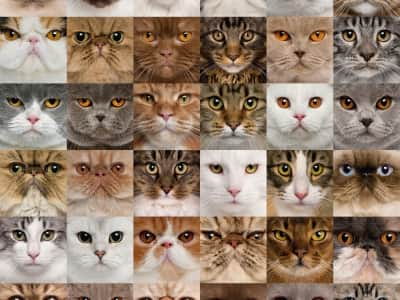 Fototapete Katzenblick