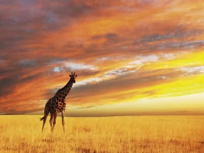 Fototapete Giraffe