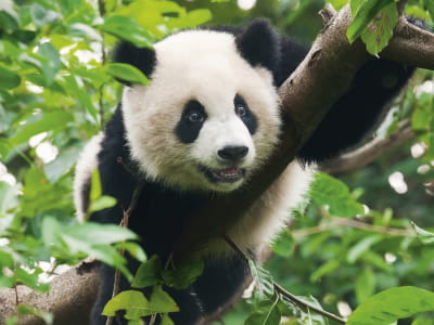 Fototapete Wunderschöner Panda