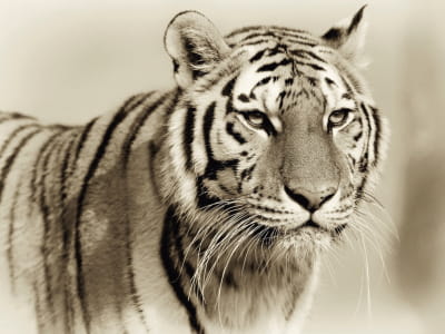 Fototapete Wildtiger
