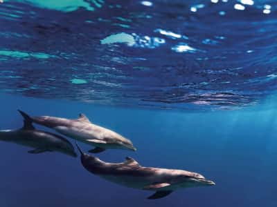 Fototapete Delfine unter Wasser