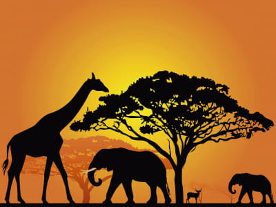 Fototapete Giraffen und Elefanten