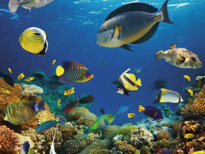 Fototapete Unterwasserreich der Fische