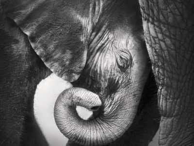Fototapete Baby Elefant