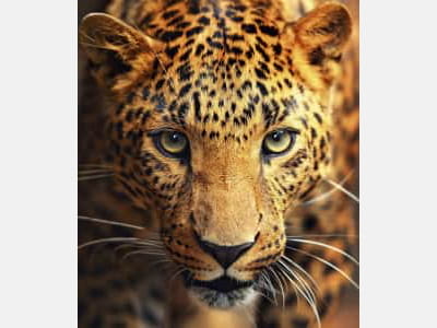 Fototapete Gefleckter Leopard