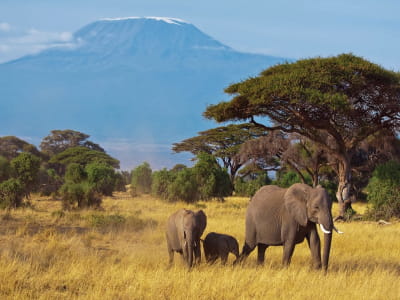 Fototapete Afrikanische Elefanten