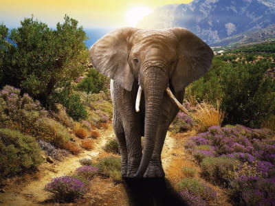 Fototapete Afrikanischer Elefant