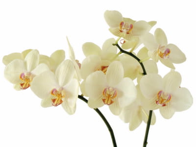 Fototapete Makellose Orchidee