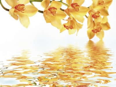 Fototapete Gelbe wilde Orchidee
