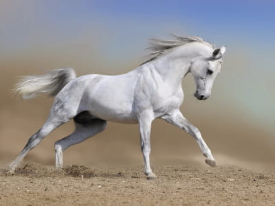 Fototapete Weißes Pferd