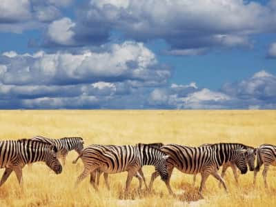 Fototapete Afrikanische Zebras