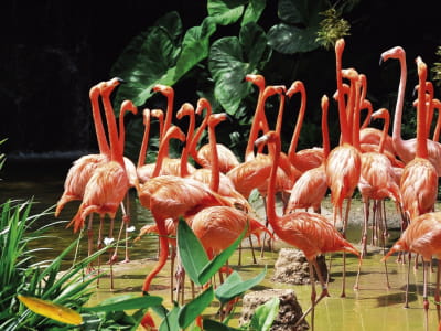 Fototapete Tanzende Flamingos