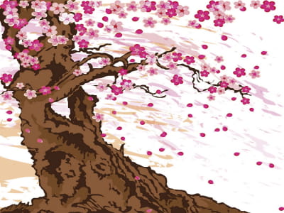 Fototapete Sakura-Baum-Zeichnung
