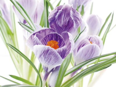 Fototapete Blühender Krokus