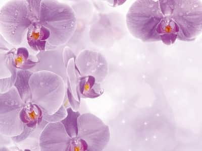 Fototapete Leuchtend violette Orchideen
