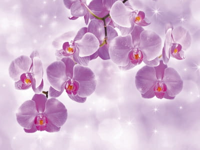 Fototapete Rosa Orchidee