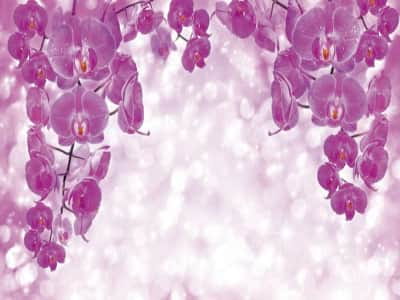Fototapete Orchideen auf hellem Hintergrund