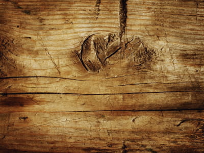 Fototapete Sehr alter Baum