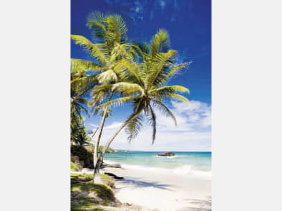 Fototapete Palmen an einem tropischen Strand