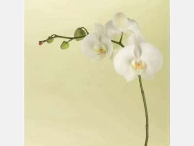 Fototapete Orchidee auf hellem Hintergrund
